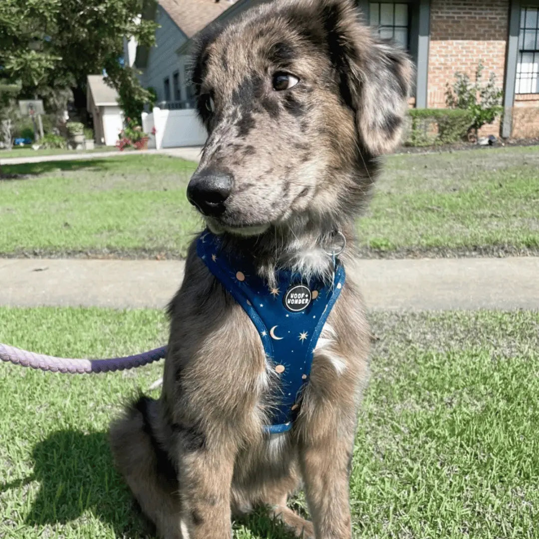 Midnight Stars Adjustable Dog Harness