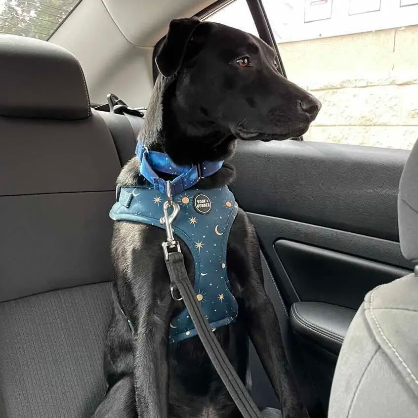 Midnight Stars Adjustable Dog Harness